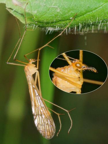 Bittacus hageni